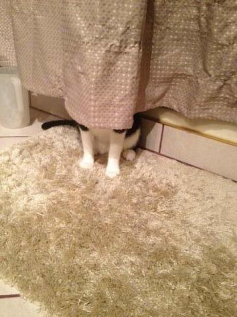 Cat hiding behind shower curtain