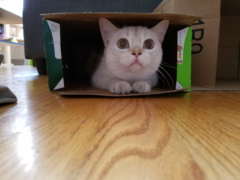 Cat hiding in box