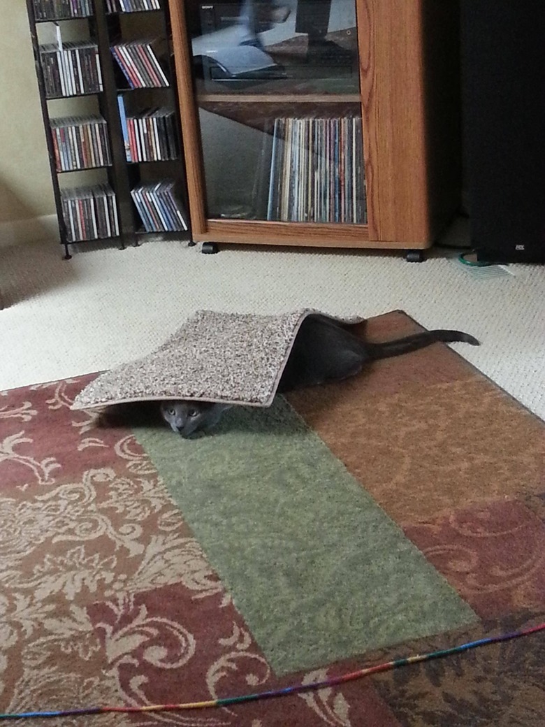 Cat hiding under rug