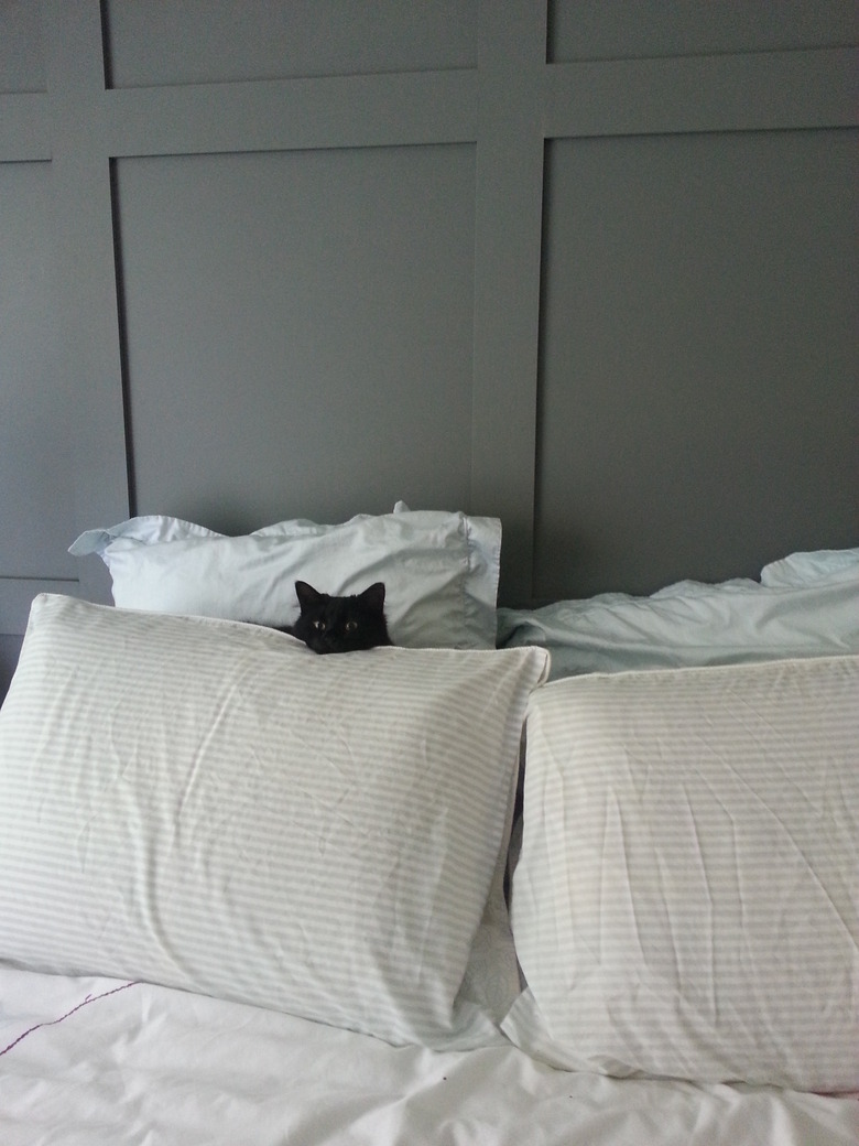 Black cat hiding behind white pillows