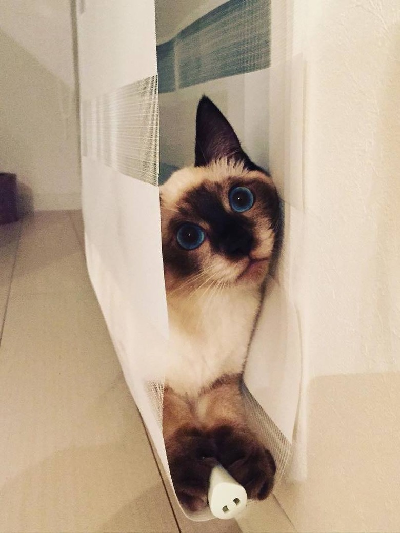 Cat hiding in blinds