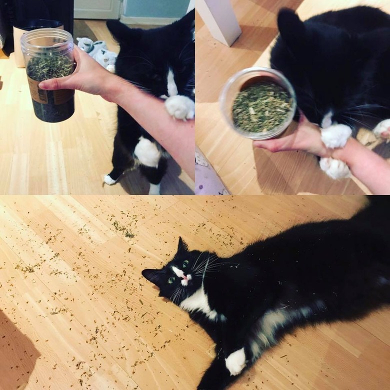 Cat with cat nip