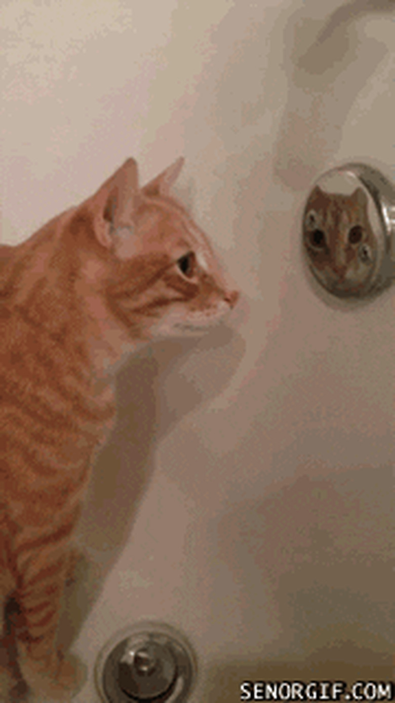 cat confused by reflection