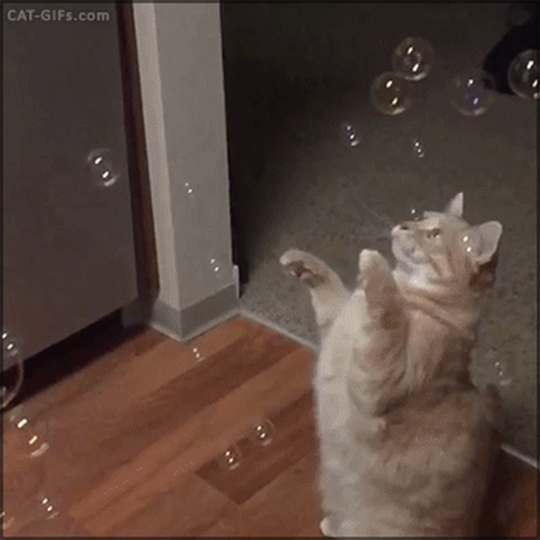 cat's mind blown by bubbles