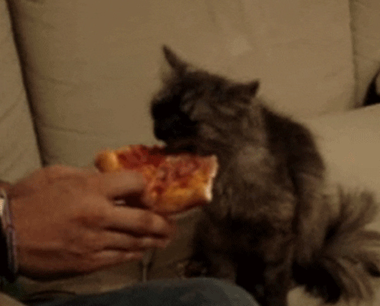 cat eating pizza