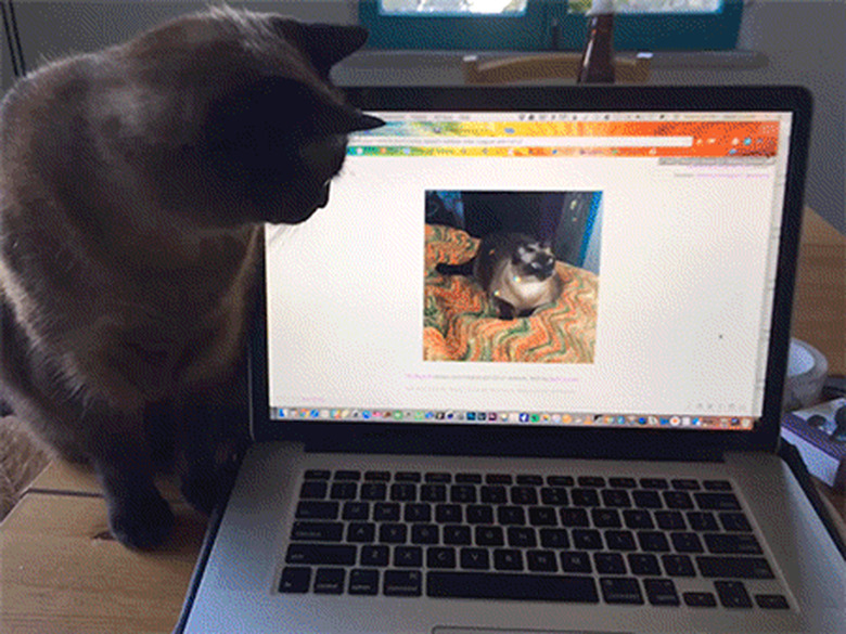 guilty cat steps on laptop.