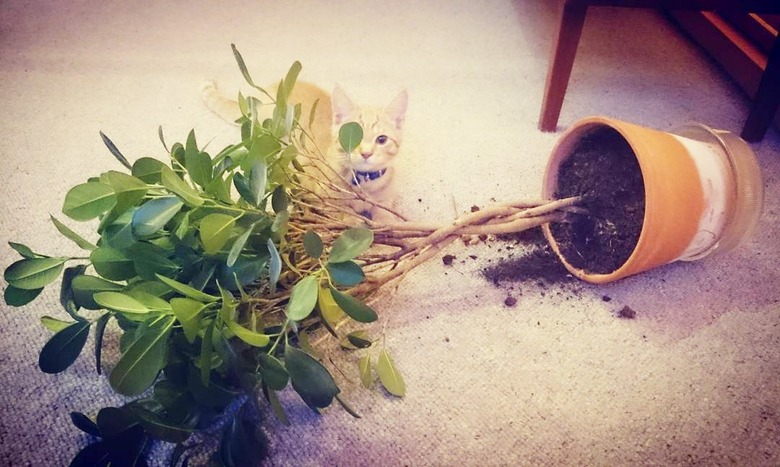 cat hides behind tree he knocked down.