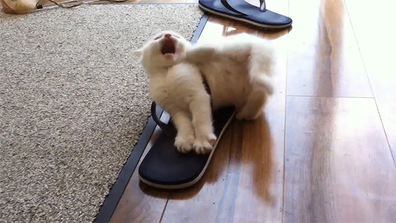 a white kitten gets stuck and frees themself from a sandal.