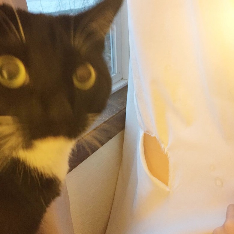 guilty cat tears up shower curtain.