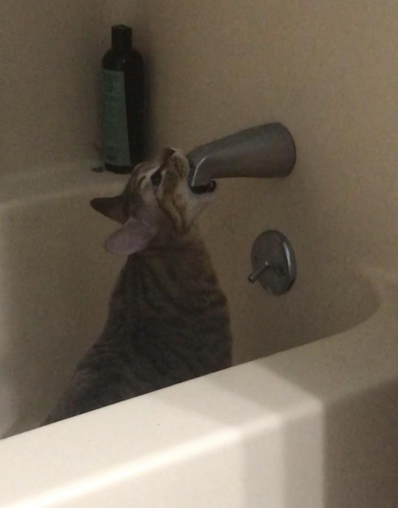 Cat bites bathtub faucet to drink from it