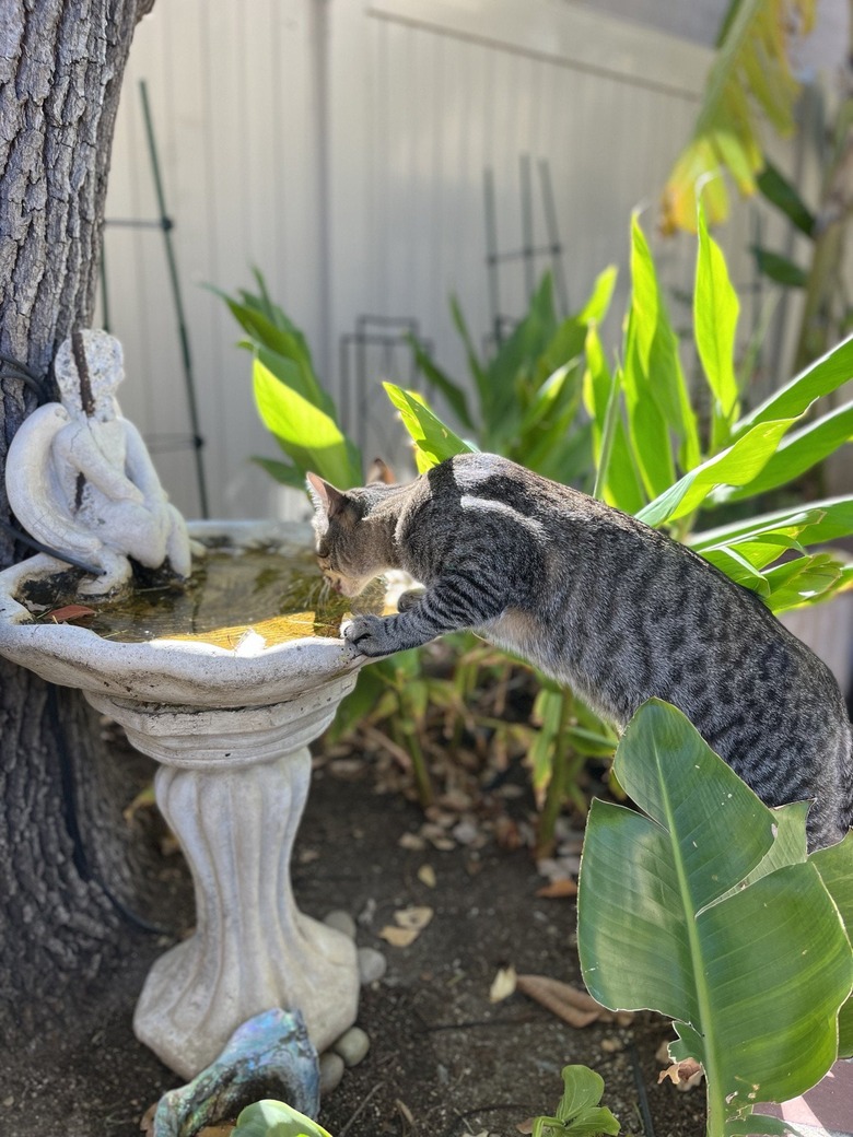 Cat stands on plants to drink from bird bath