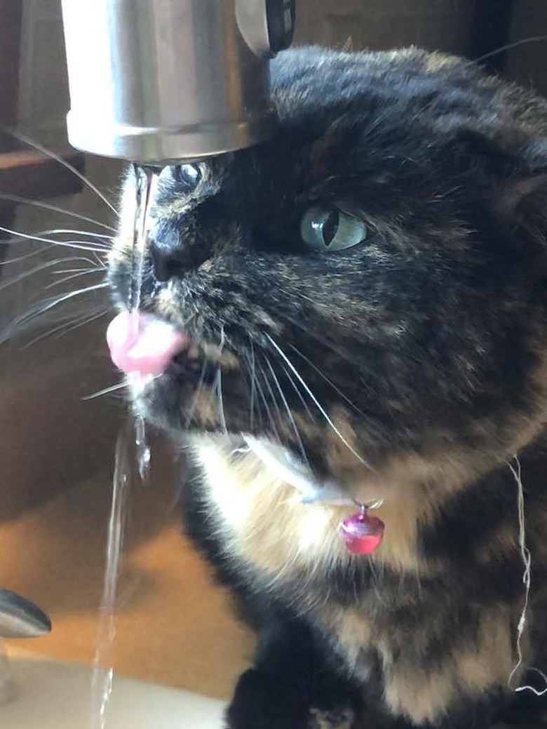 Calico cat drinks from kitchen faucet