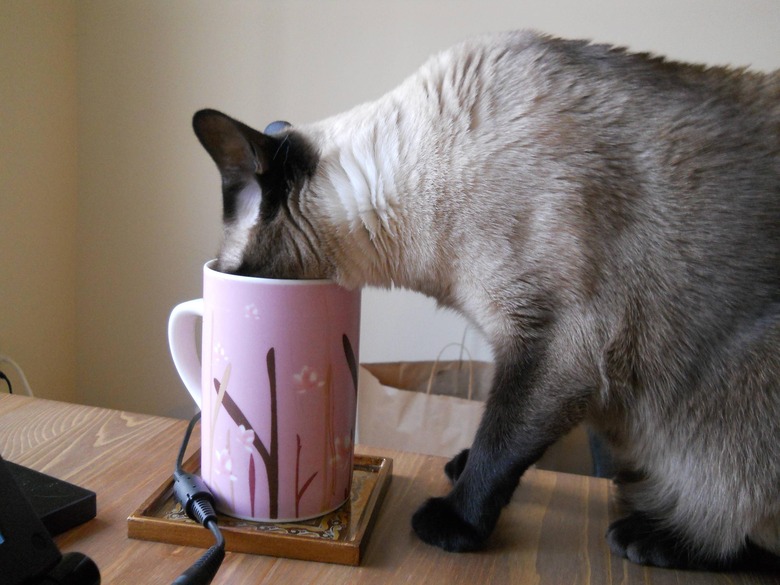 Siamese cat drinks from pink mug on table