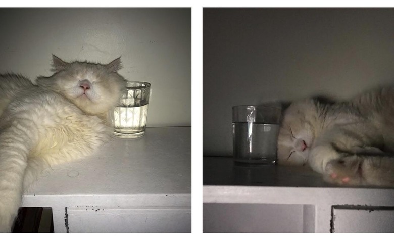 Cat sleeps next to glass of water on dresser