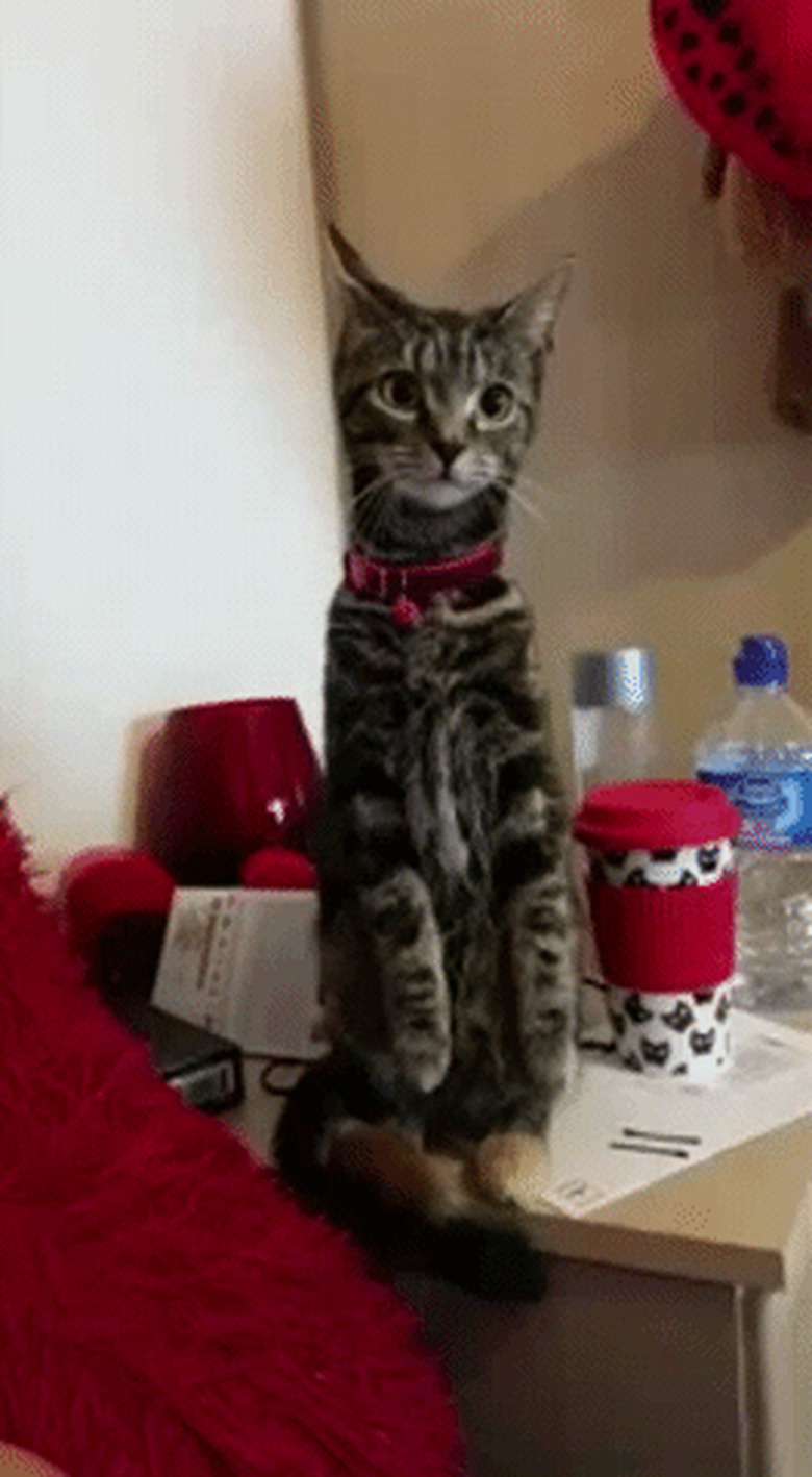 cat stands up to investigate noise