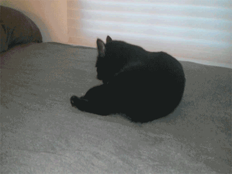 black cat spazzes out