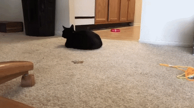 black cat spazzes out