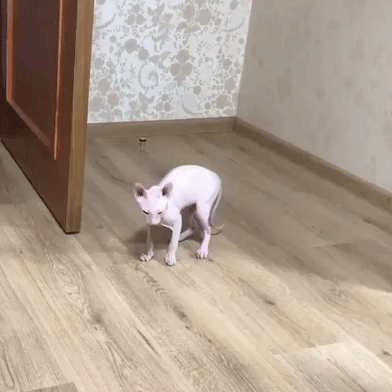 cat runs away from ghost