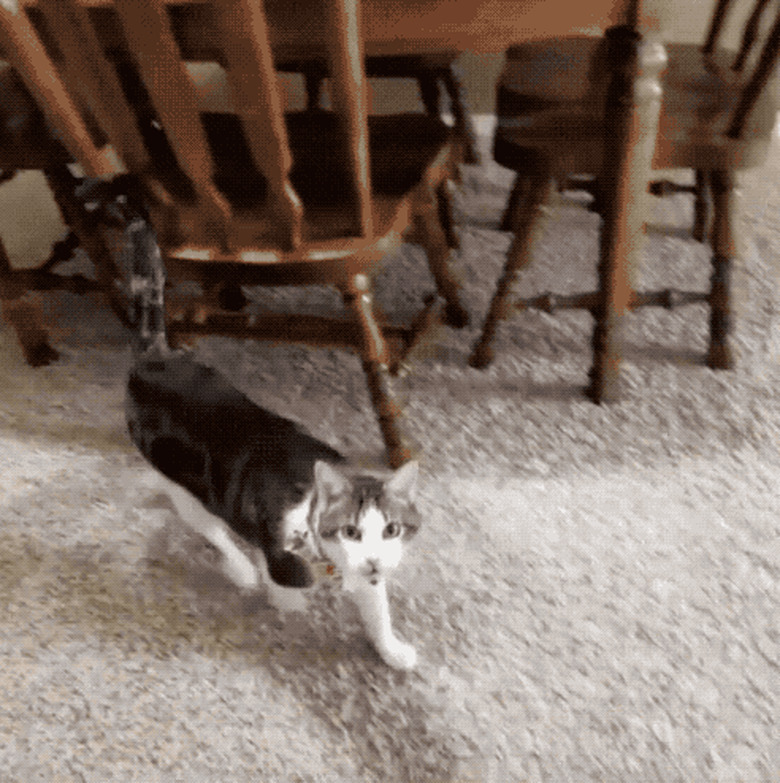 cat hears a ghost