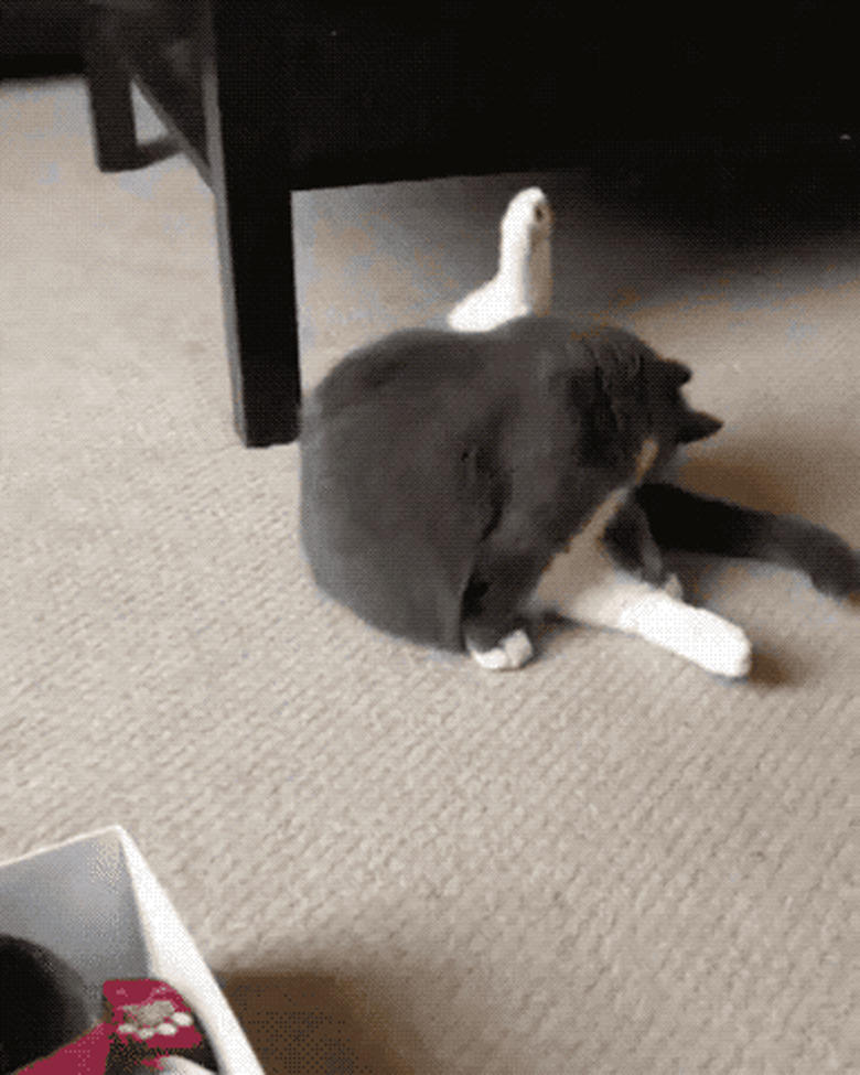 startled cat hears a ghost