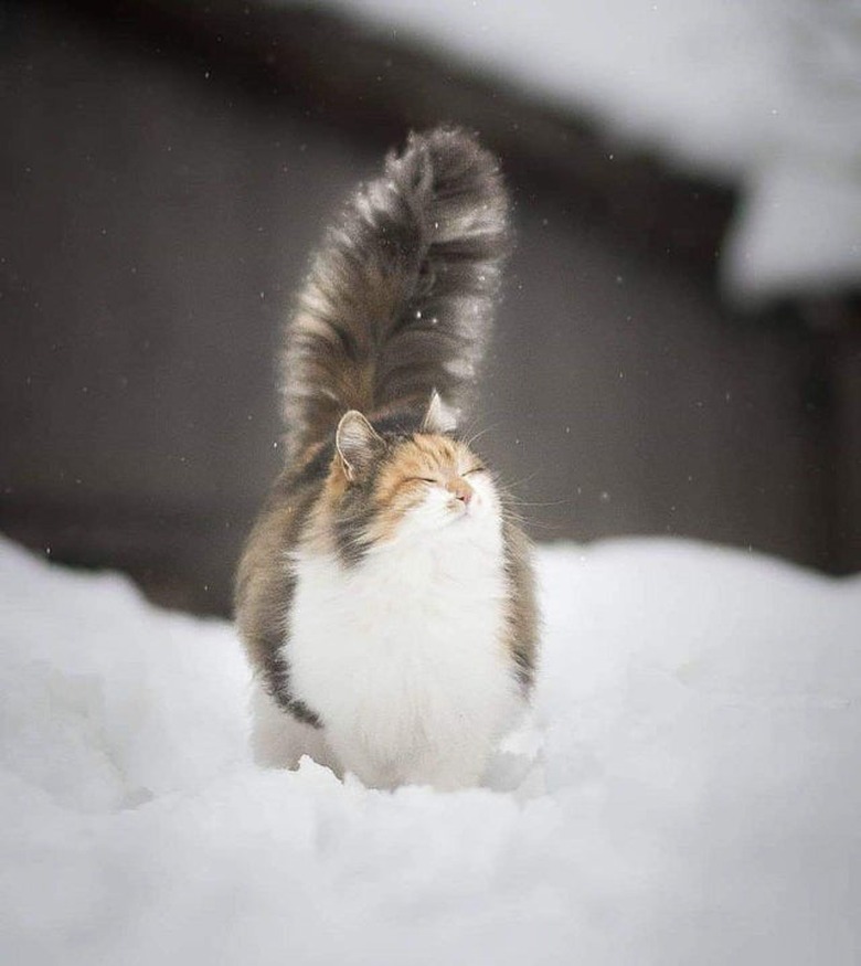 Cat with fluffy tail walking through snow