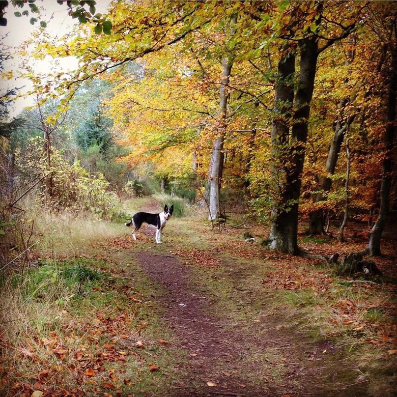 Dog poses with fall foliage while looking back