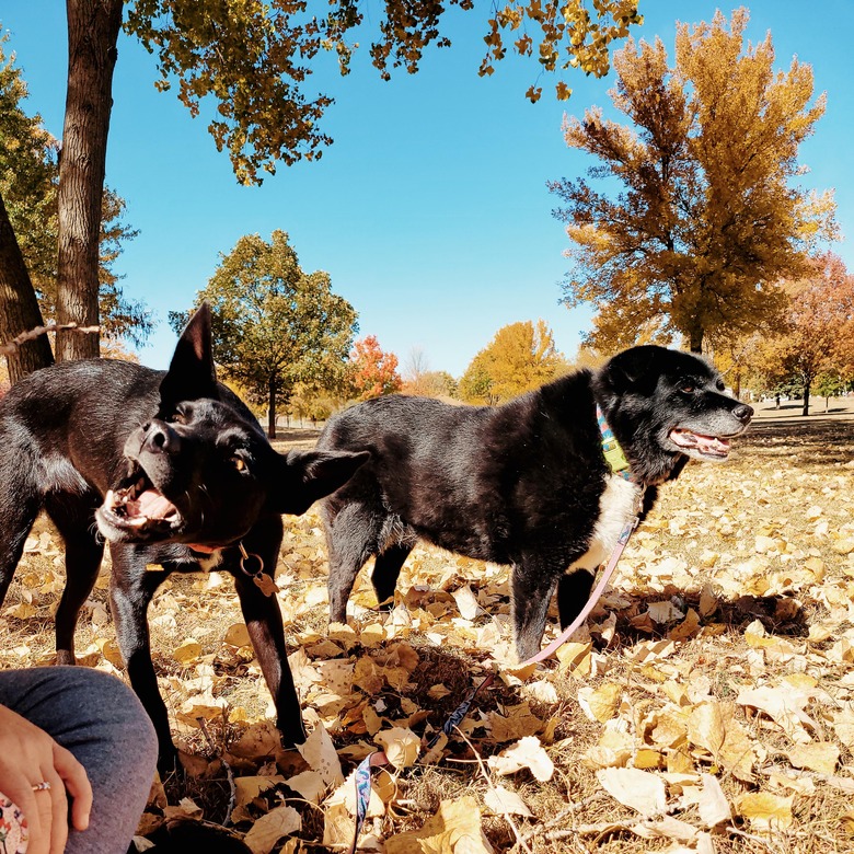 One dog looks into the distance while another tries to eat a falling leaf