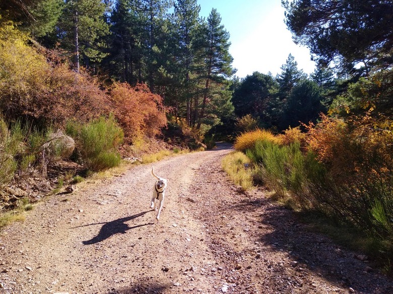 Dog runs down dirt road.