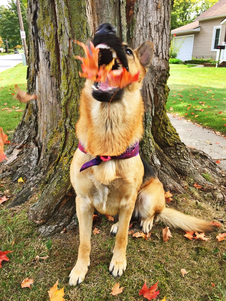 Dog attempts to eat falling orange leaf, looks like it's breathing fire