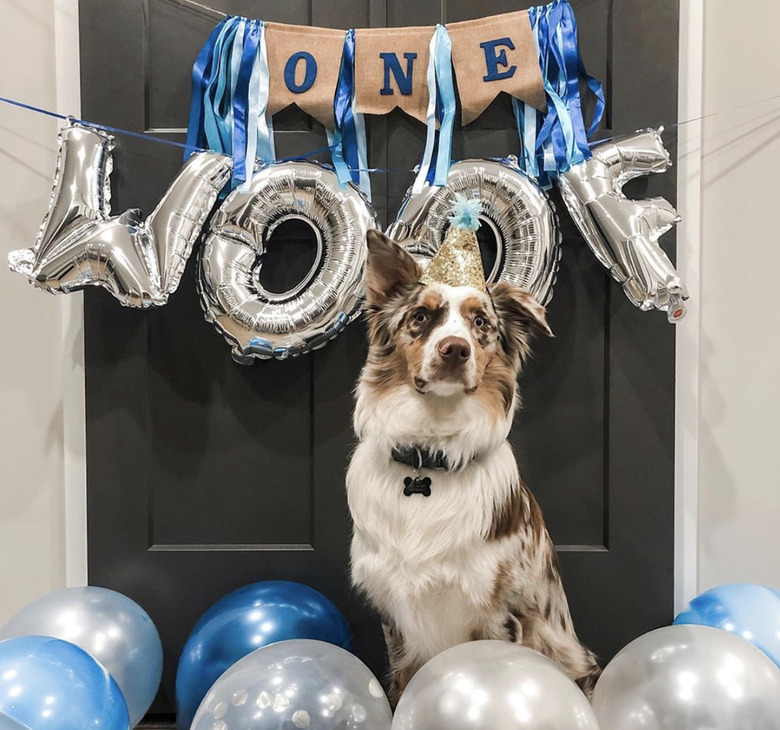 An Aussie dog is surrounded by blue and silver balloons.