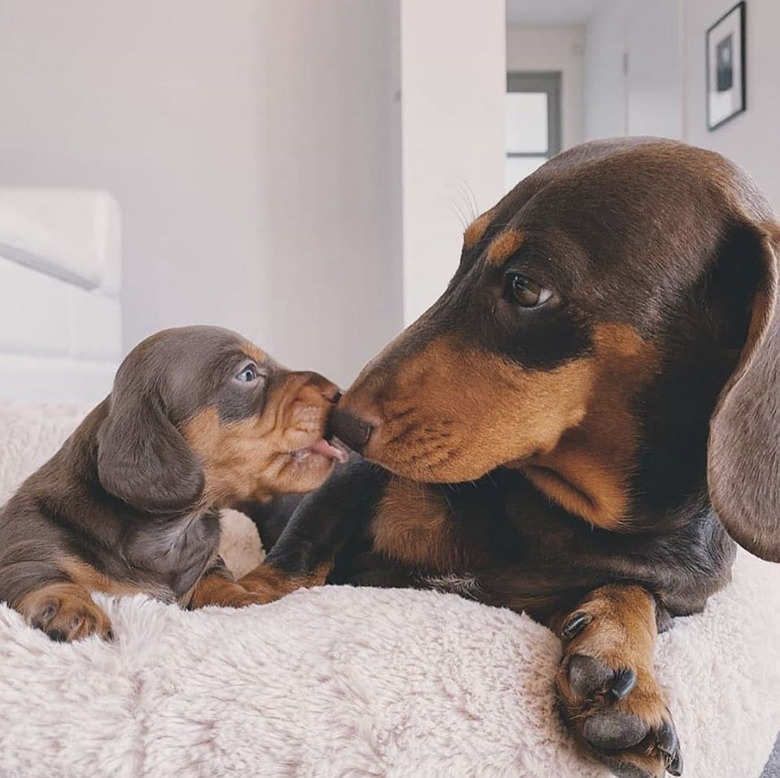 Puppy Daschund kissing nose of bigger Daschund.