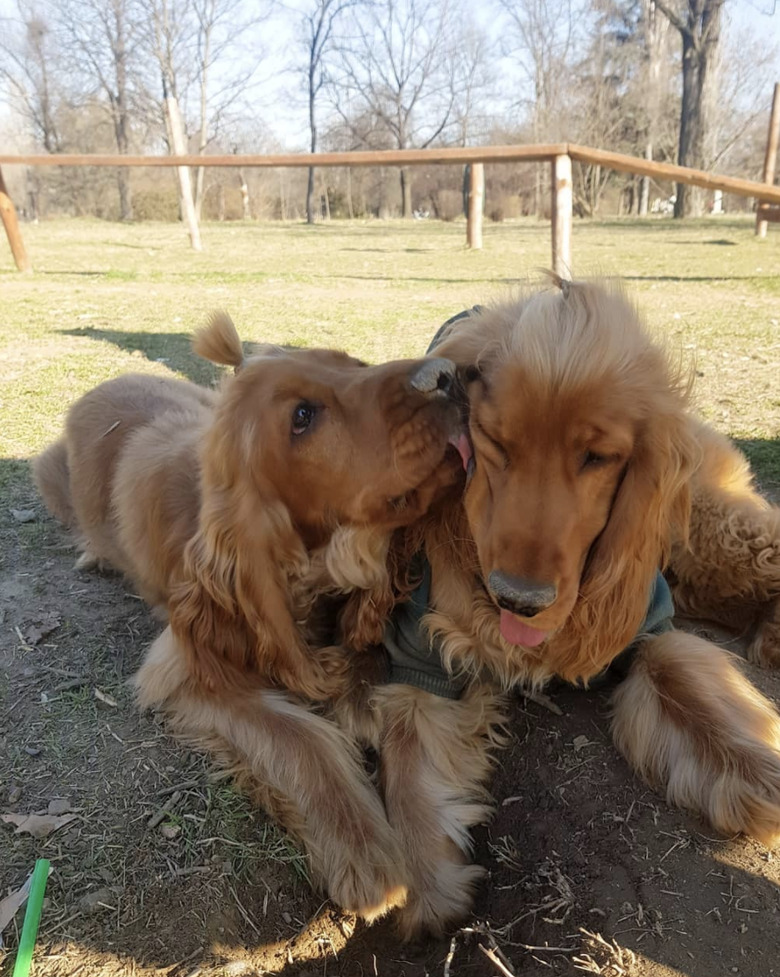 dog kissing other dog on the cheek.