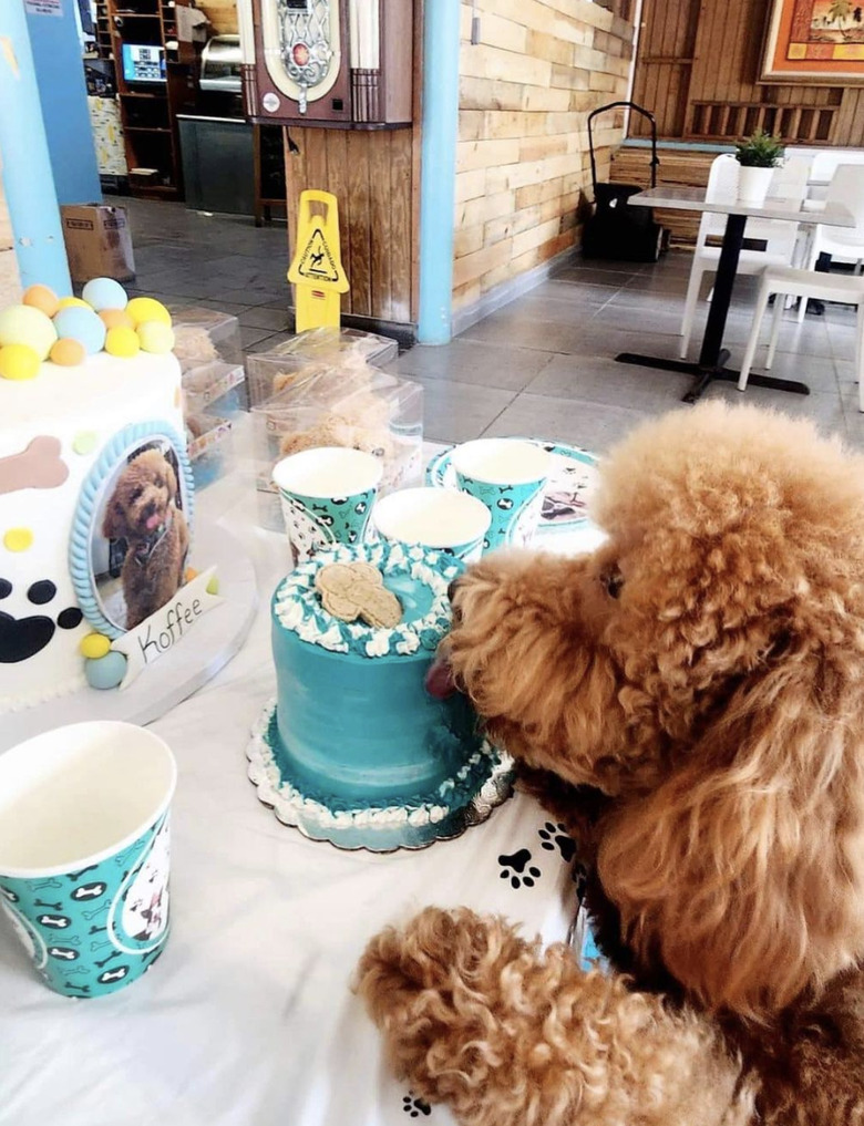 a dog licking cakes made in its likeness.