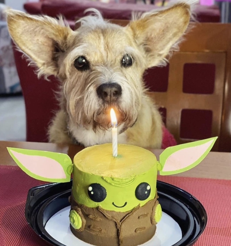 a dog with a baby yoda cake matching the dog's big ears.