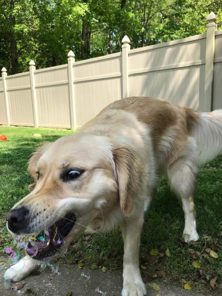 Dog biting down on bubble