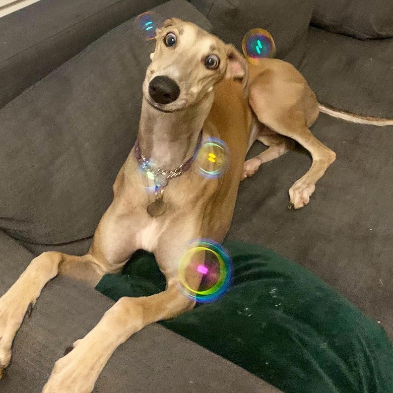 Dog on couch looking cross-eyed at bubbles