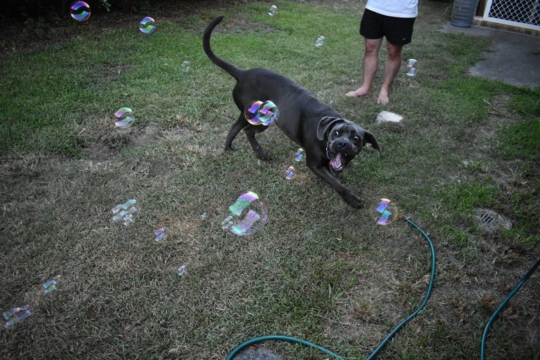 Dog dodging dozens of bubbles