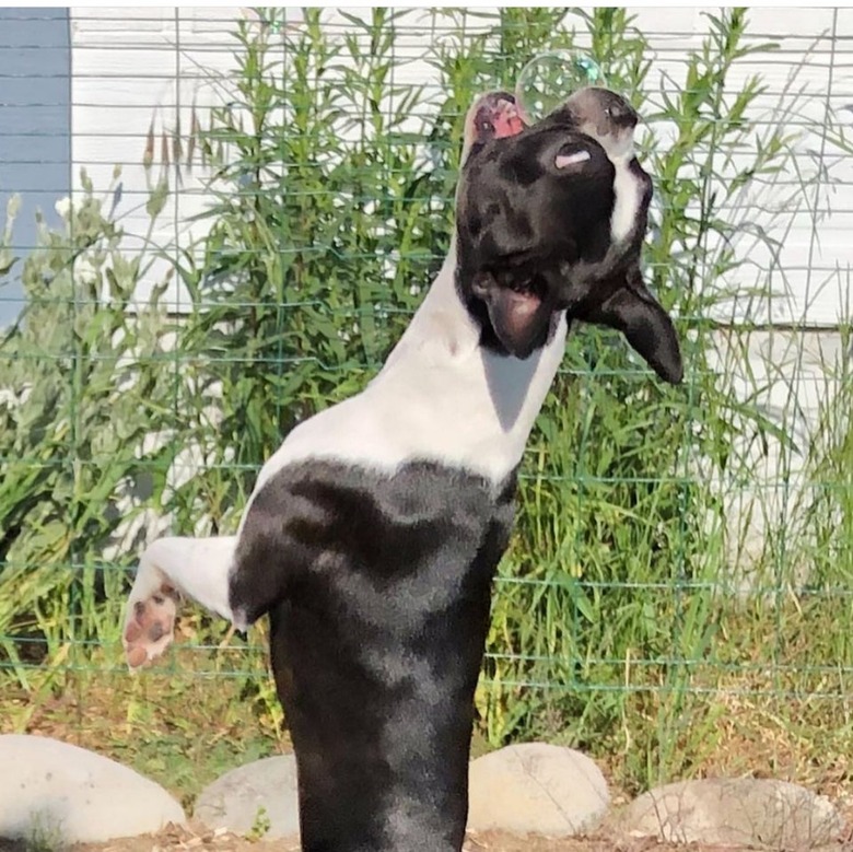 Boston Terrier jumping vertically to catch a bubble