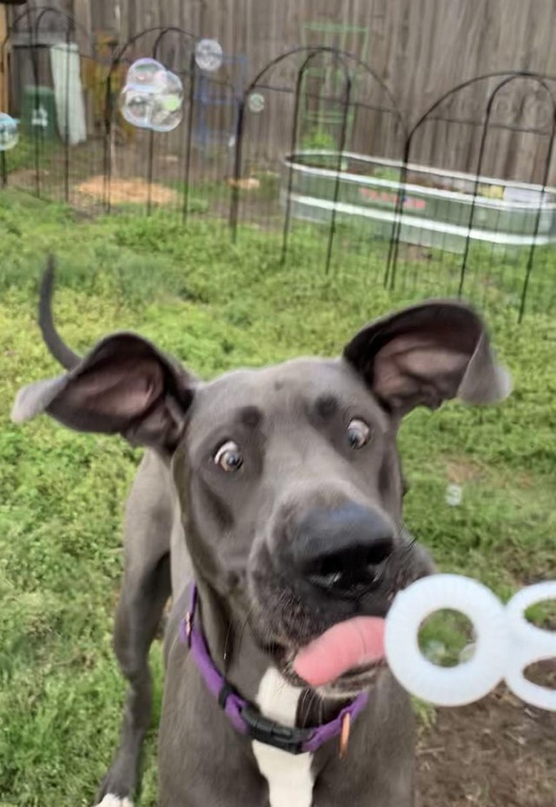 Dog looking cross-eyed at bubble wand