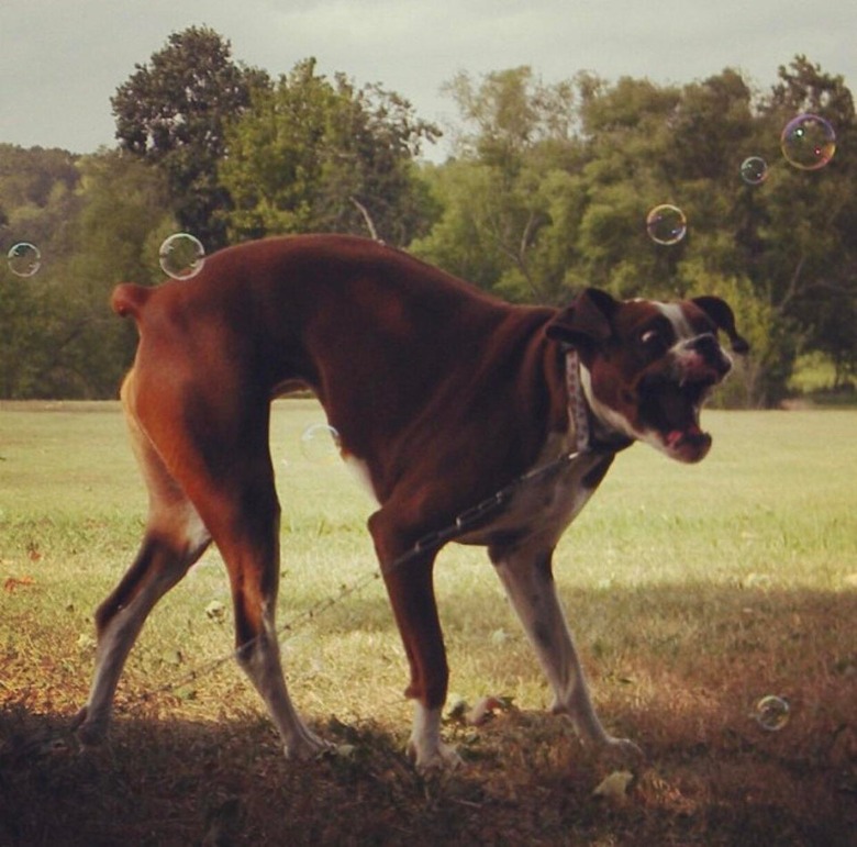 Boxer lunging at bubbles