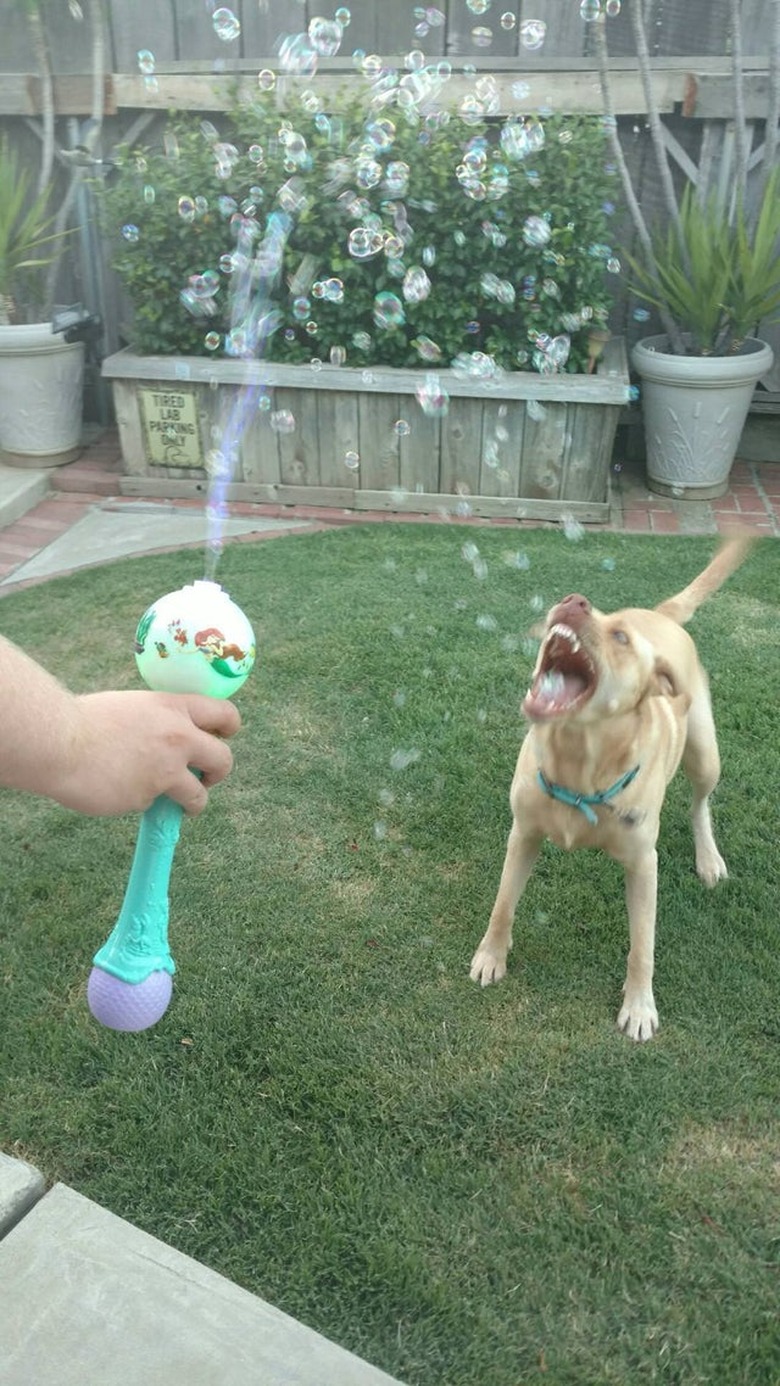 Dog trying to bite stream of small bubbles