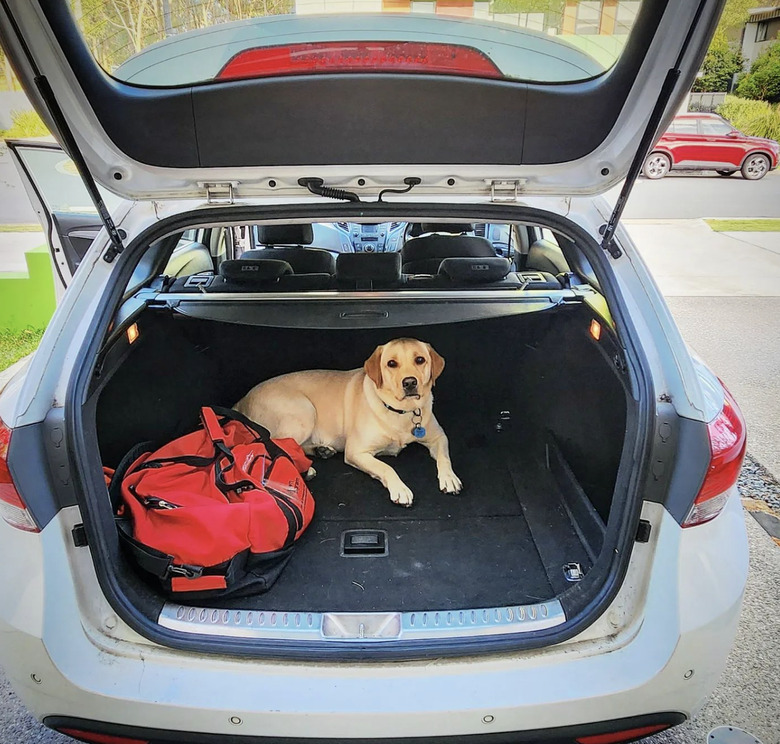 dog lying in the back of a hatchback car.