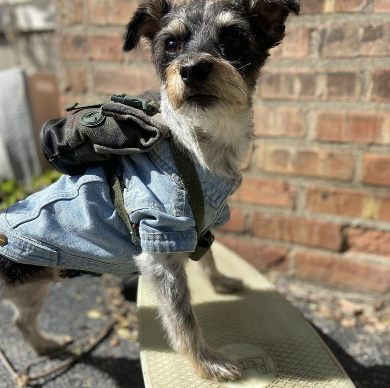 dog in denim shirt on skateboard.