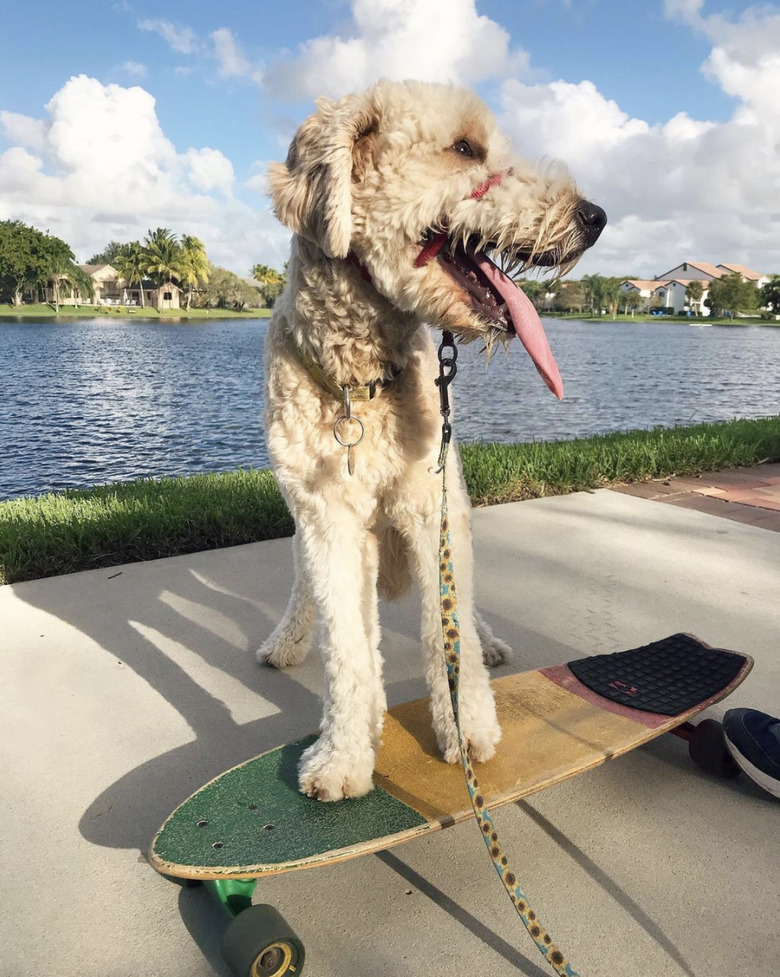 dog with tongue out on skateboard.