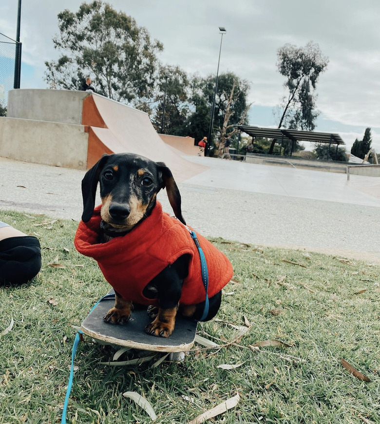 dachshund in red vest on skateboard.