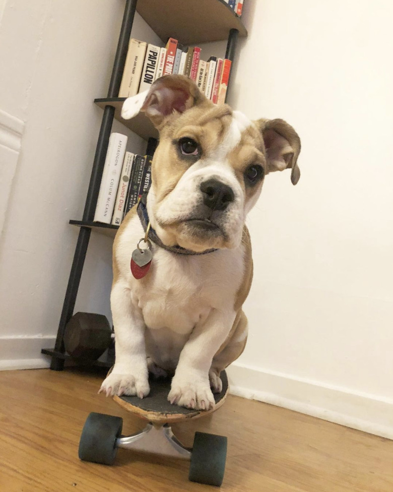 English bulldog puppyon skateboard.