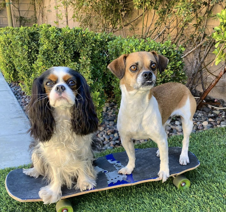 two dogs on skateboard.