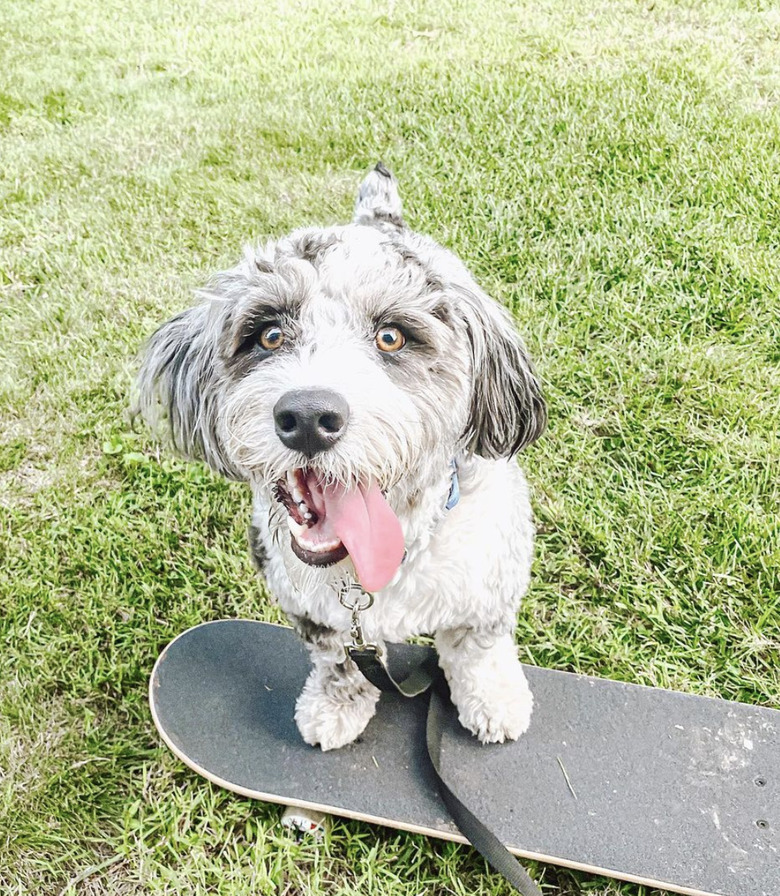 dog with tongue out on skateboard.