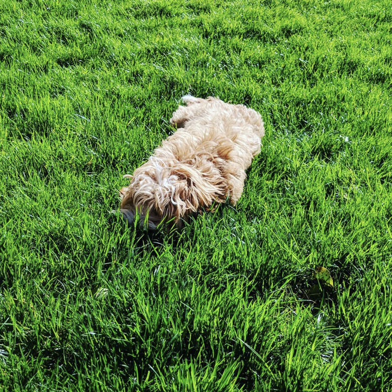 White cavapoo crouching in the grass.