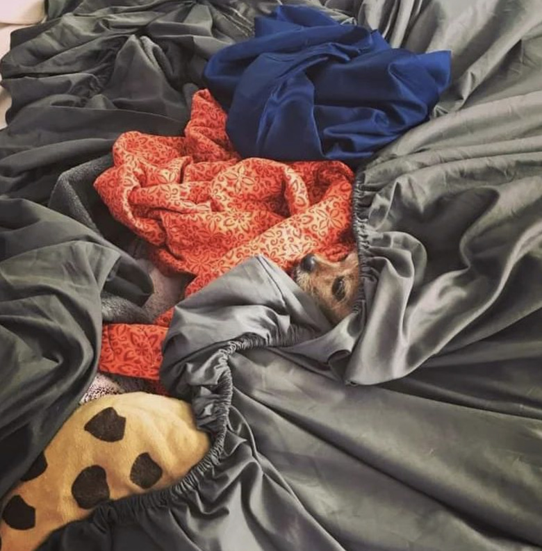 Dog hiding in closed and blankets on a bed.